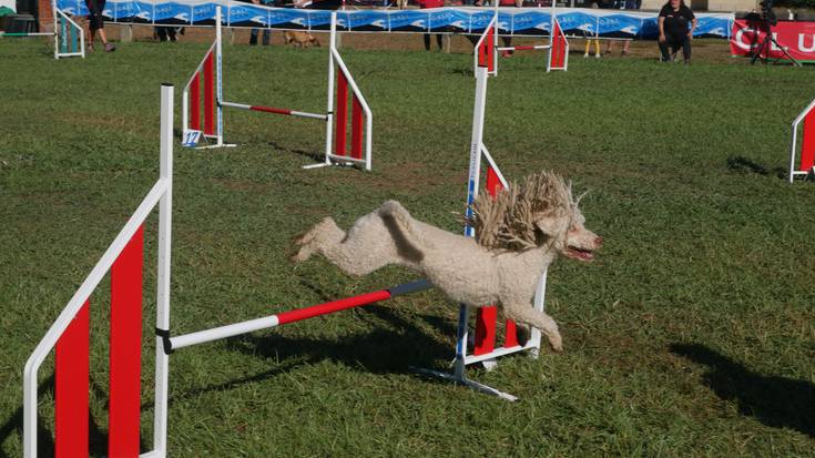 Euskadiko Agility txapelketa, txakurren abileziaren zirkuitu