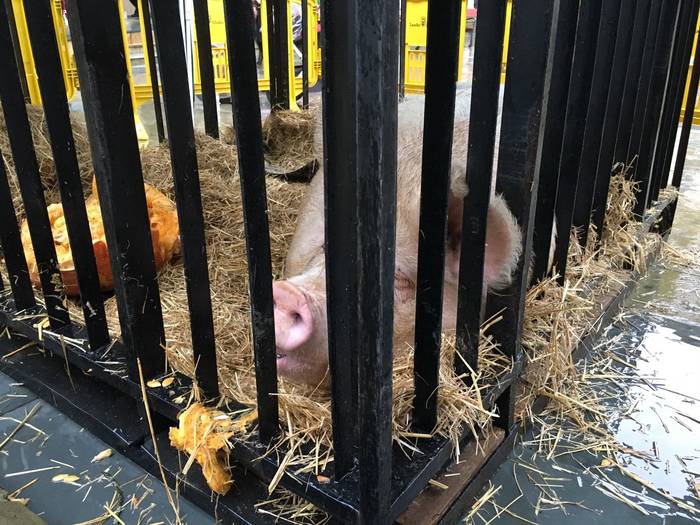 Tomasa XI. sanblasetako prot 4 1517485185995