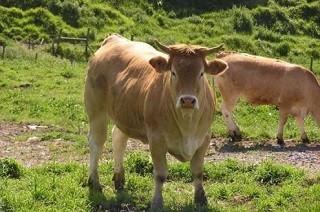 Orozkoko pastuetako zekorren eta behien dokumentazioa