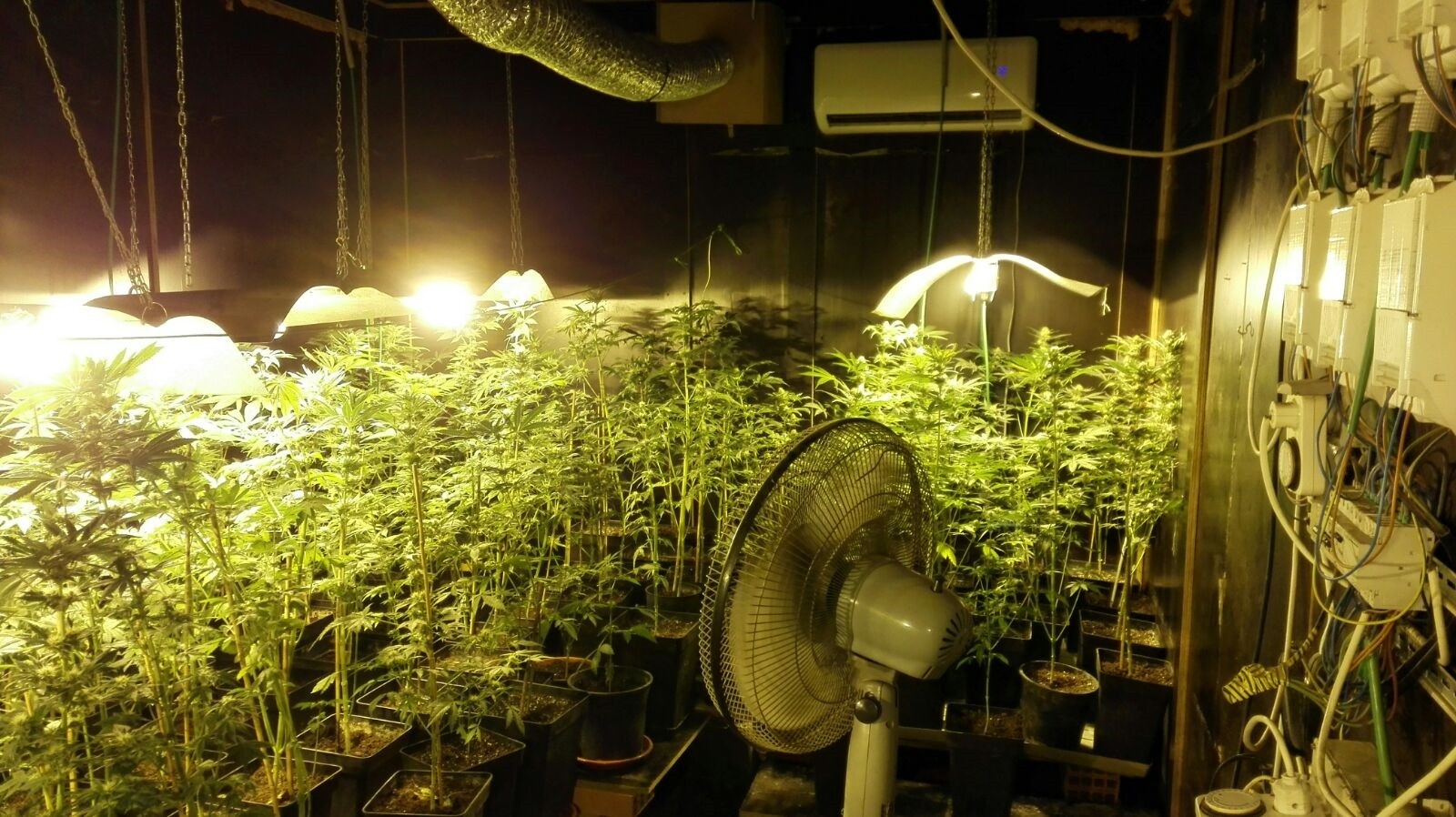 700 marihuana landare topatu ostean, gizonezko bat ikertzen ari da Ertzaintza