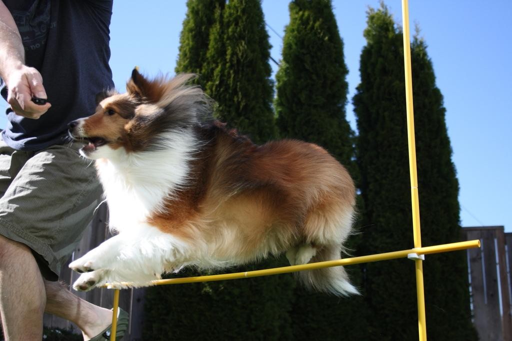 Euskadiko Agility txakur lehiaketa Urduñan izango da