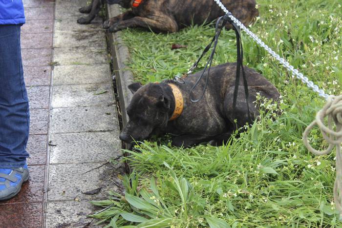 Baserri Azoka egin dute Okon 16 1521978746191