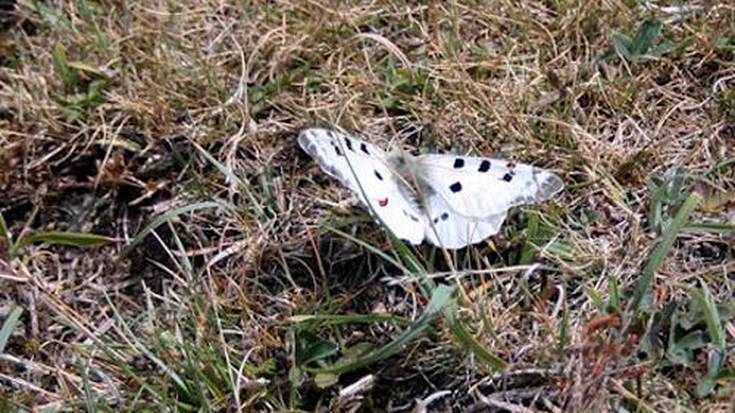 Altxorrak Gorobel mendikatean