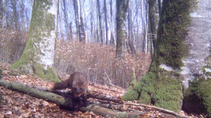 Lepahoria eta pinus radiataren baso-landaketak