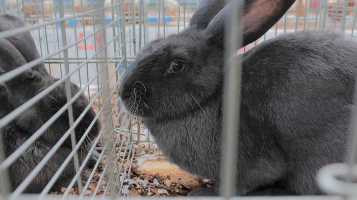 Abere eta trikitixa doinuak  14 1507484644403