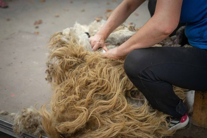 San Roke inguruan eman diete 12 1755434195577