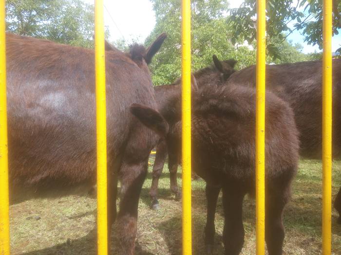 San Isidro Azokak jende ugar 52 1494852873601