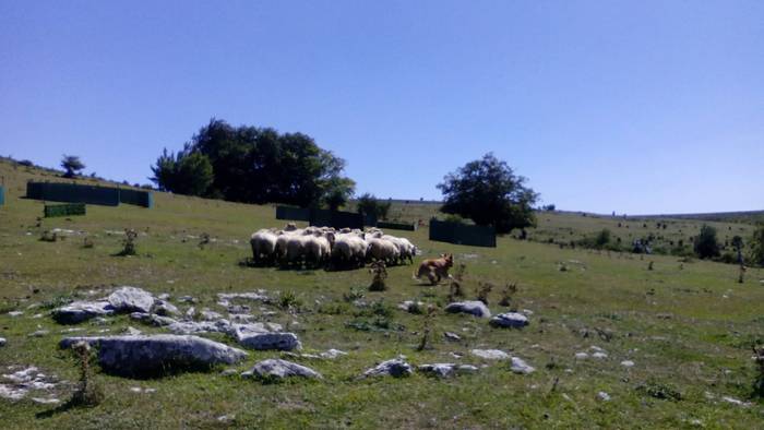 Artzainak izan ziren nagusi  56 1535893491255