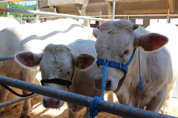 Txaroles lehiaketa batean ep 5 1497991578164