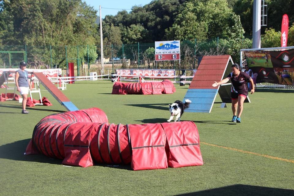 Amurrion egingo da Euskadiko Agility Sextuple Txapelketa abuztuaren 17tik 22ra