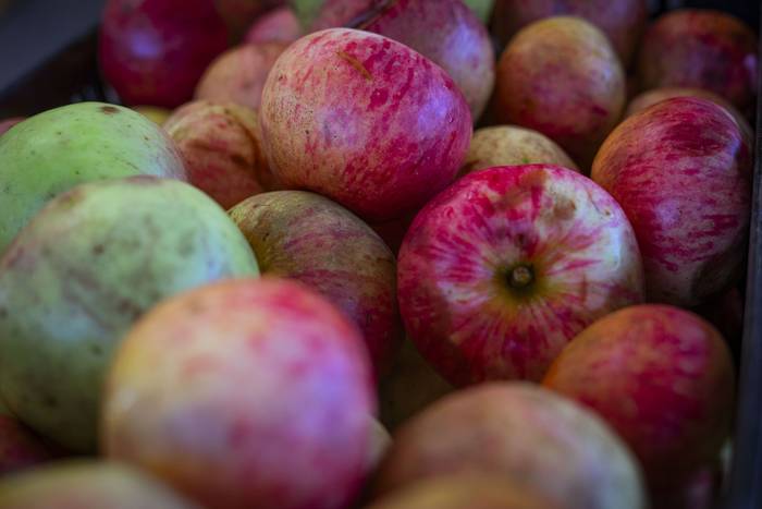 Sagarraren tradizioa plazara 1 1759588471361