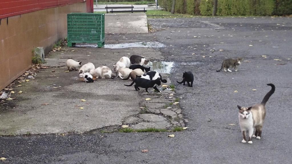 Katu kolonien kontrola, azken bi urteetan jorratutako bidea