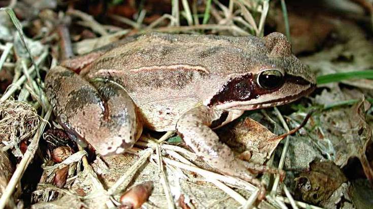 Baso-igel jauzkaria aztertzeko aukera Aranzadi Zientzia Elkartearen eskutik