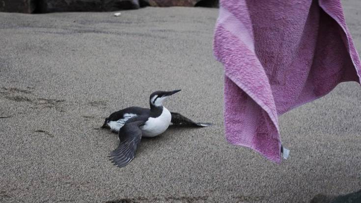 Bakioko eta Armintzako hondartzetan alcidae bila