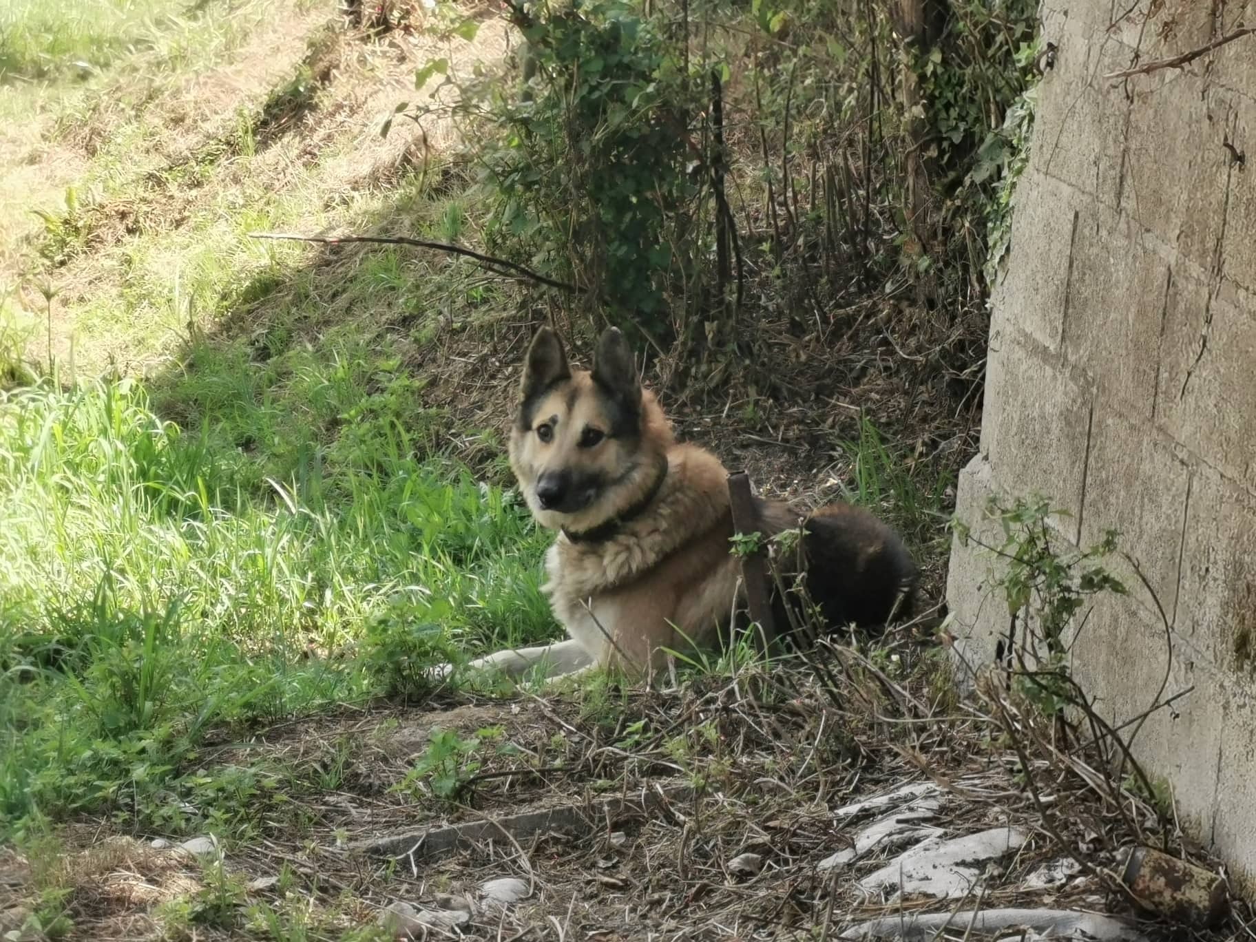 Bi txakur pozoitu zituzten pasa den astean Gardean