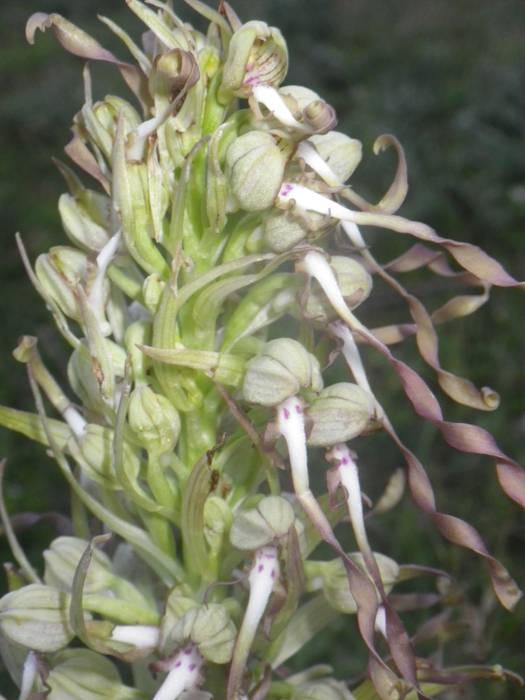 [KOMUNITATEA] Larrañoko orki 8 1498768544762