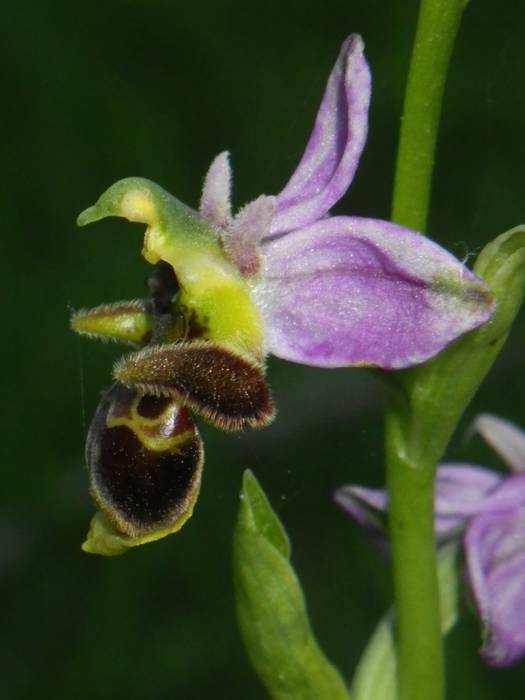 [KOMUNITATEA] Larrañoko orki 15 1498768808969