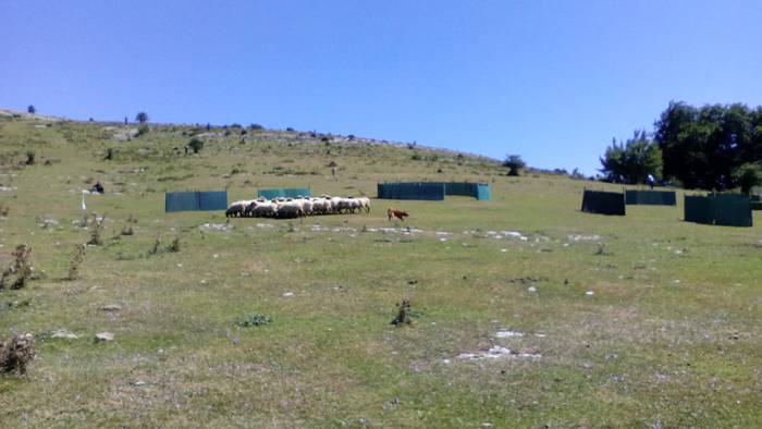 Artzainak izan ziren nagusi  53 1535893474634