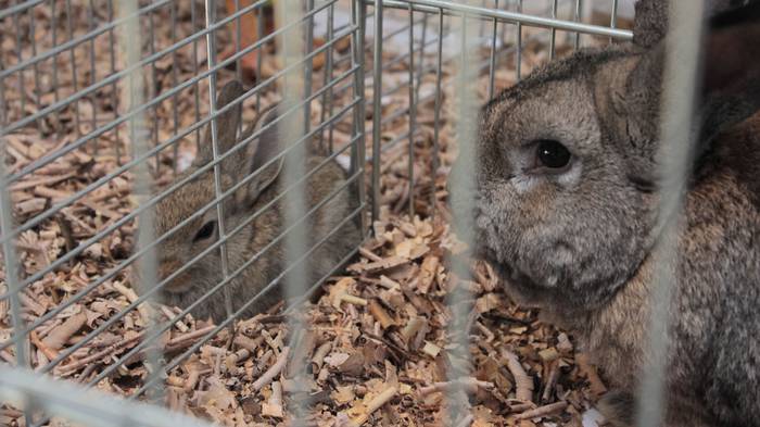 Abere eta trikitixa doinuak  9 1507484601088