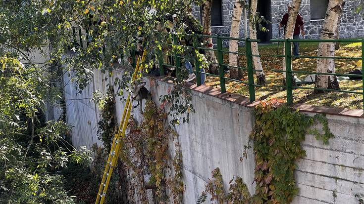 Txakur bat erreskatatu dute suhiltzaileek Aretan, ibaira erori eta gero