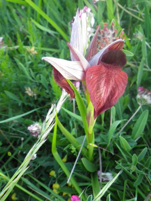 [KOMUNITATEA] Larrañoko orki 20 1498769019100