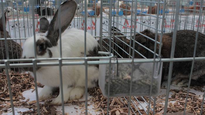 Abere eta trikitixa doinuak  13 1507484634717