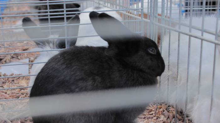 Abere eta trikitixa doinuak  36 1507484828805