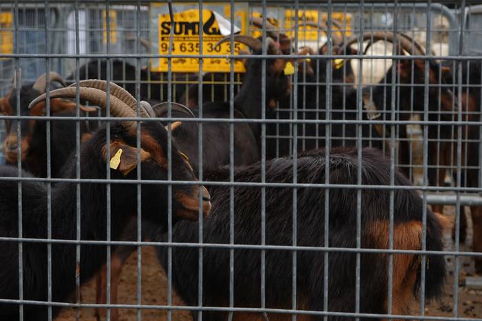 Euriak ez du zapuztu Dolumin 17 1774623103441