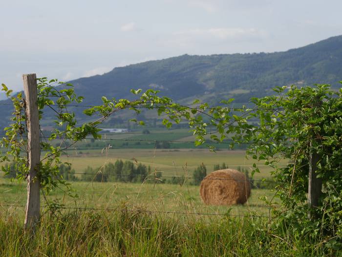 Belar metak eta mahastiak edonon ikus daitezke