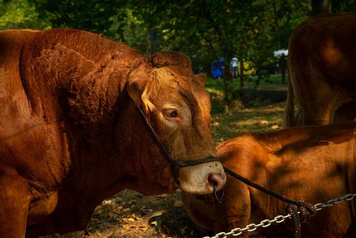 San Rokeko zelaiak bilakatu  5 1755350430252