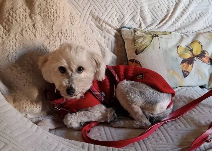 Topatu dute Urduñan desagertutako txakurra