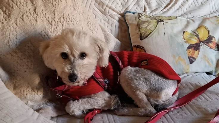 Topatu dute Urduñan desagertutako txakurra