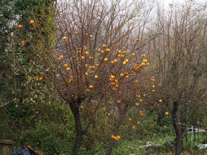 Eguraldi petralak ez zuen ik 8 1513166377607