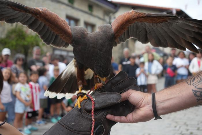 Falkoneria ikuskizuna antola 31 1752934108316