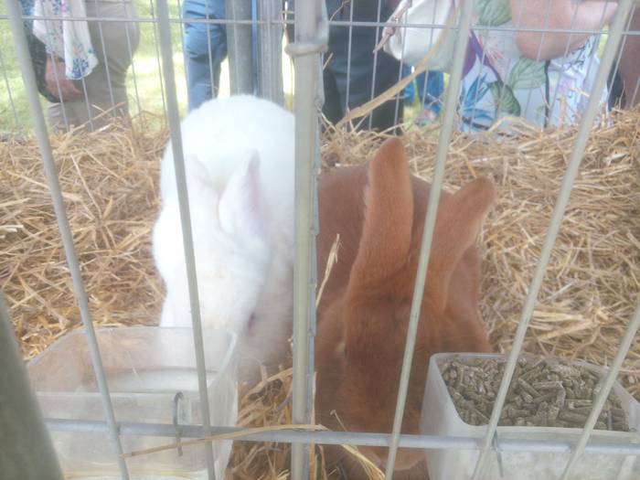 San Isidro Azokak jende ugar 35 1494852311581