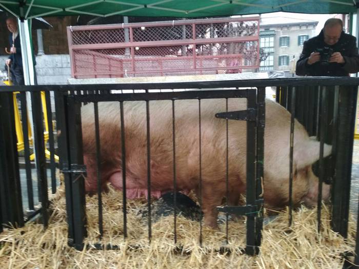 Tomasa XI. sanblasetako prot 1 1517485153046