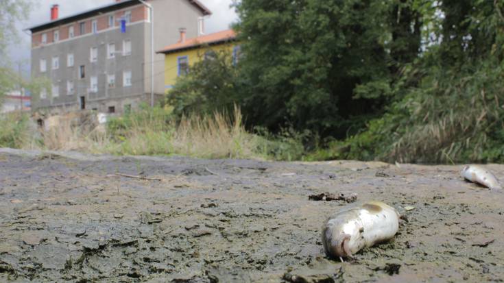 Nerbioi ibaia biziberritzeko etxeetako arrain laranjak askatuko dituzte