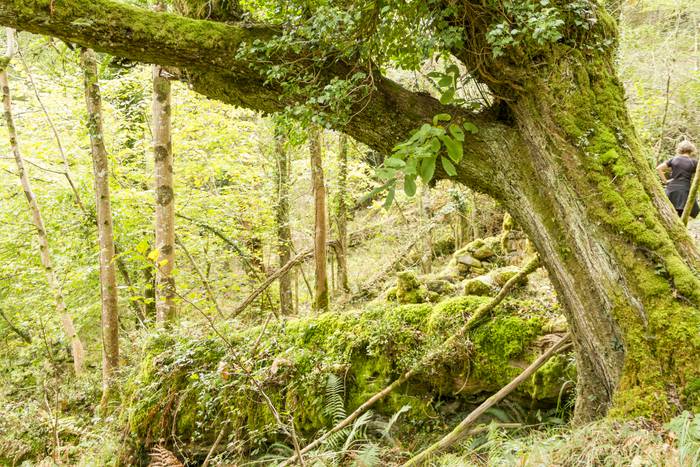 Jai giroa mendira igo dute O 37 1509352110031