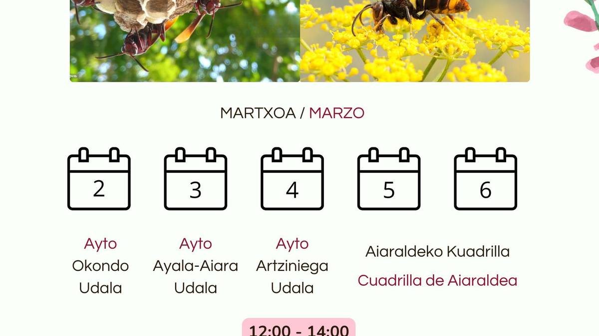 Aiaraldeko Kuadrillak liztor asiarraren aurkako tranpa-kanpaina berri bat abiatu du Arabako Foru Aldundiarekin elkarlanean