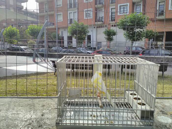 Sari ugari banatu dituzte Tx 1 1497291219987