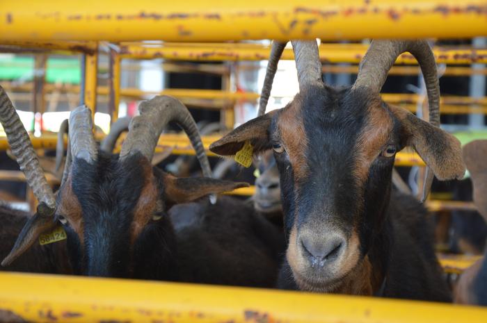 Orozkoko Azokak abere txapelketak eta pilota partida profesionalak uztartuko ditu