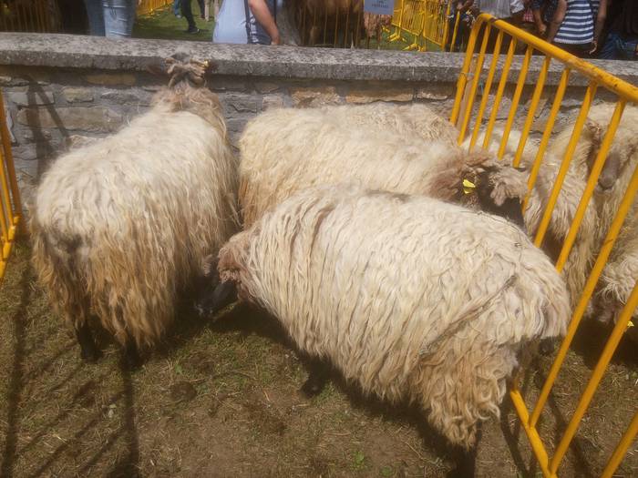 San Isidro Azokak jende ugar 45 1494852648660