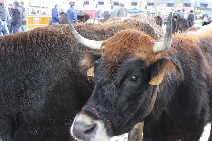 Eguraldi petrala izan arren, 4 1513616524495