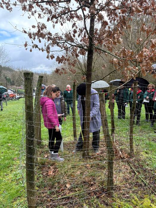 Gernikako zuhaitzaren kimua  13 1770844184663