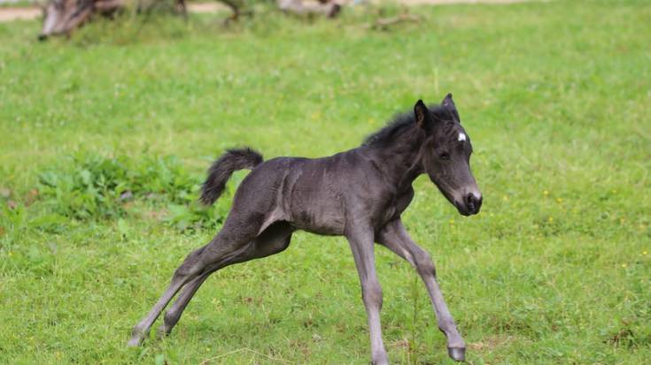 Ybili, Orozkon kontzebitutako eta Alemanian jaiotako pottoka, bere jabea Gorbeiara oinez etorri eta gero