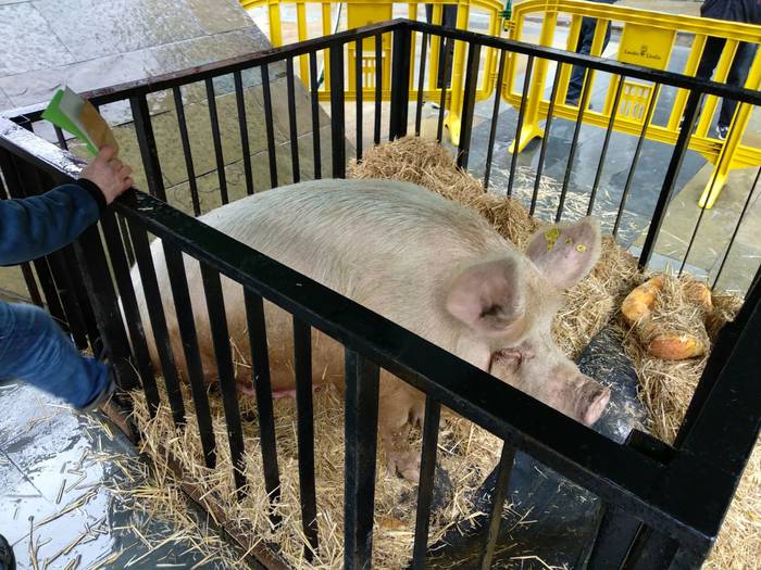 Tomasa XI. sanblasetako prot 8 1517485226226