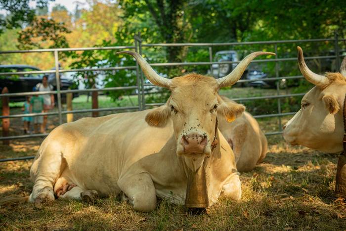 San Rokeko zelaiak bilakatu  30 1755350486608