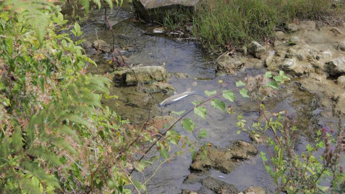 Nerbioi Ibaian hildako arrai 14 1505476618869