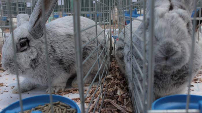 Abere eta trikitixa doinuak  5 1507484572477