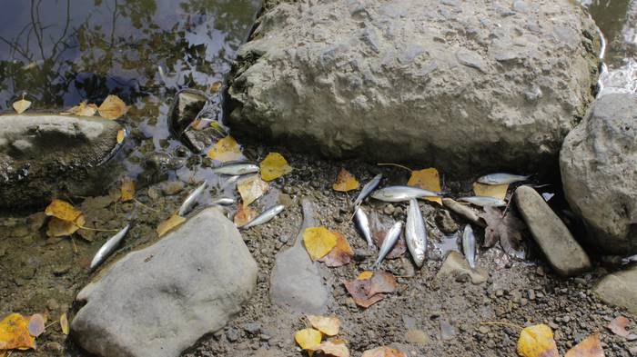 Nerbioi Ibaian hildako arrai 12 1505476553545